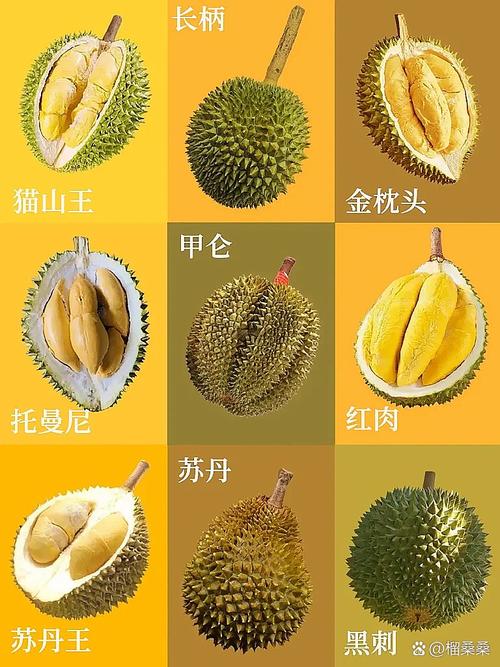榴莲品种到底有多少？-图2