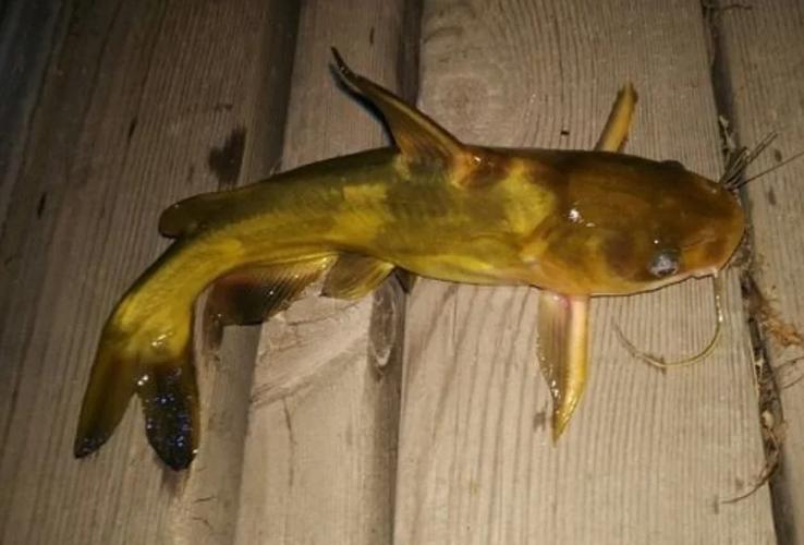 工厂式黄颡鱼养殖技术要点有哪些？-图2