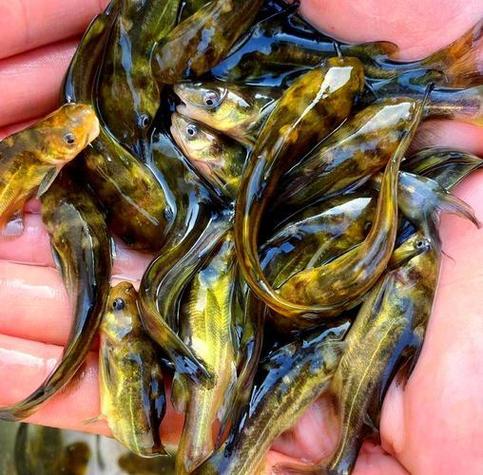 哪些淡水鱼养殖品种利润最高？-图1