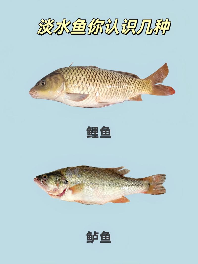 哪些淡水鱼养殖品种利润最高？-图2