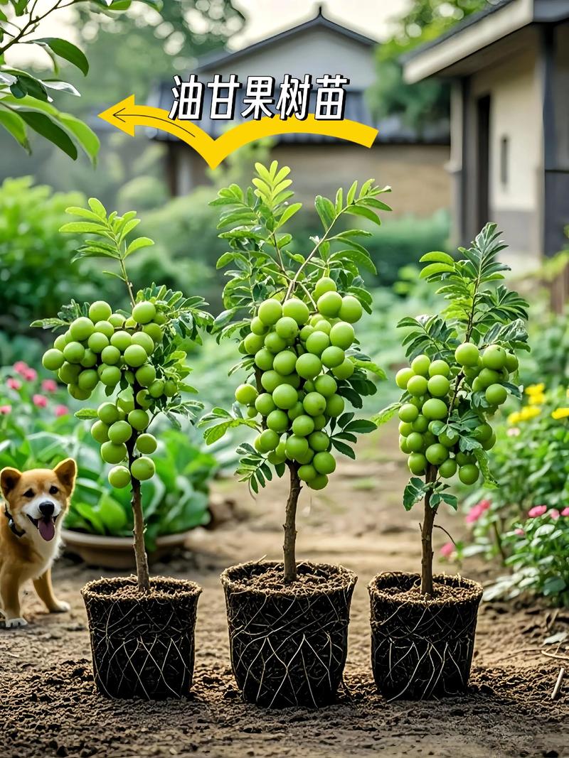 新品种水果种植前景如何？-图1
