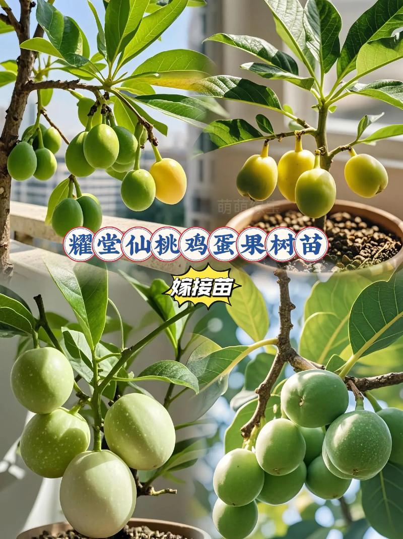 新品种水果种植前景如何？-图2