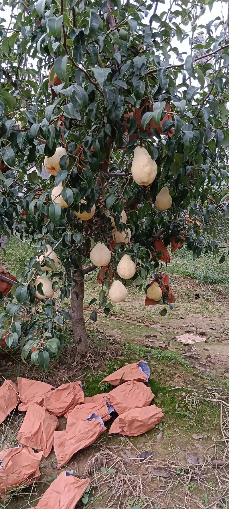 新品种水果种植前景如何？-图3