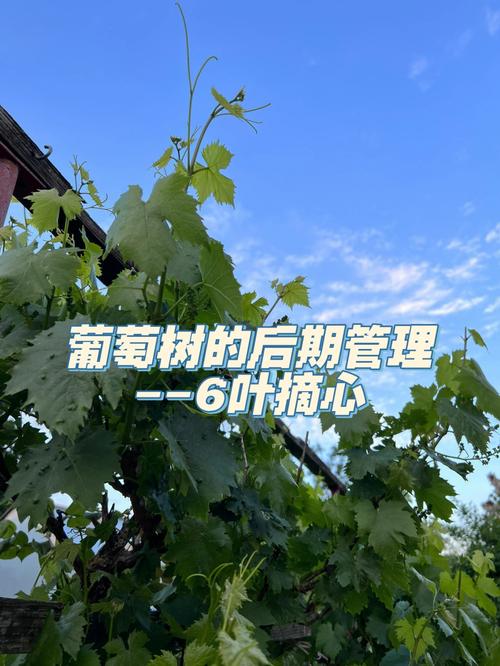 葡萄树后期管理有何关键技术？-图1