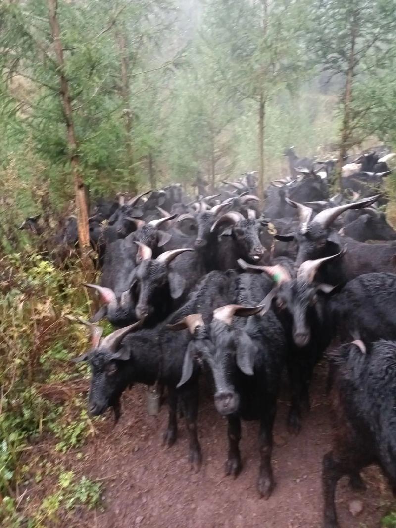 如何科学防治放养黑山羊疾病？-图1