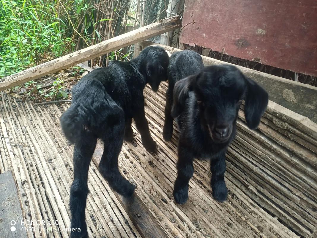 如何科学防治放养黑山羊疾病？-图3