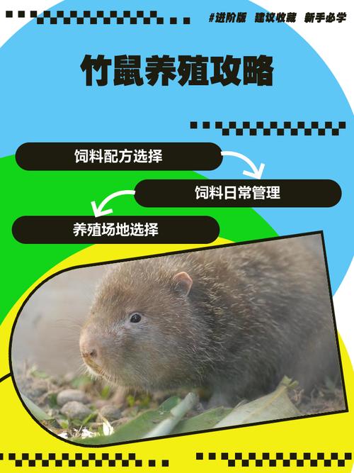 建雄竹鼠养殖技术要点有哪些？-图1