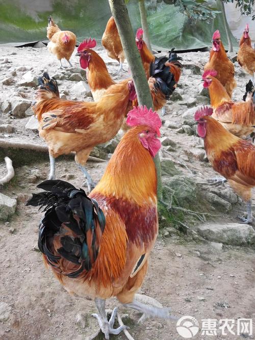 红冠黑毛鸡是什么品种？-图1