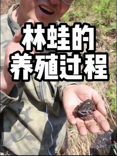 扎兰屯朱志明养蛙技术有何秘诀？-图2