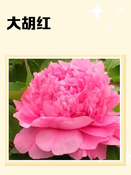 牡丹品种有哪些？常见品种图片看这里！-图1