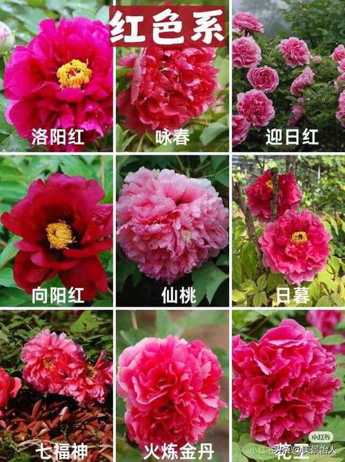 牡丹品种有哪些？常见品种图片看这里！-图3