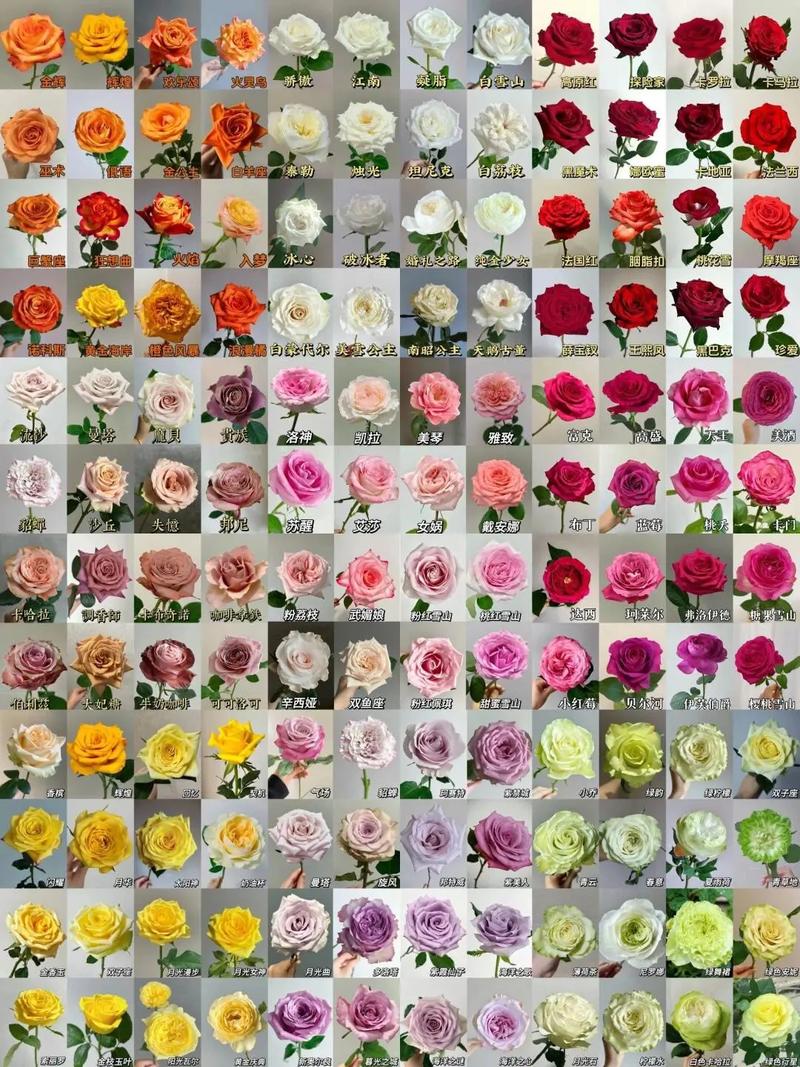 玫瑰花品种有哪些？附图片吗？-图1