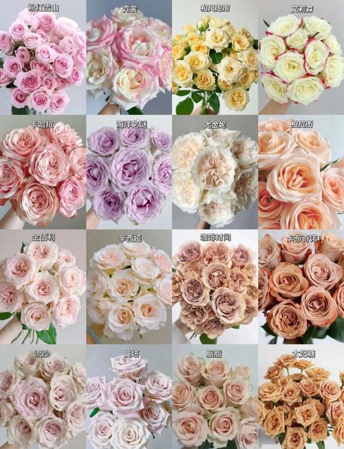 玫瑰花品种有哪些？附图片吗？-图2