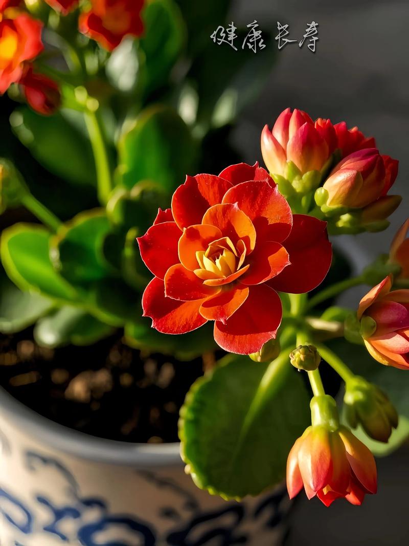 羽叶长寿花有哪些常见品种？-图1