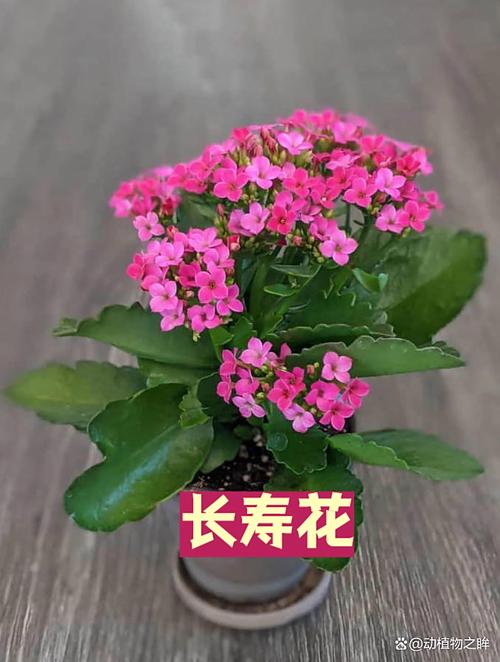 羽叶长寿花有哪些常见品种？-图3