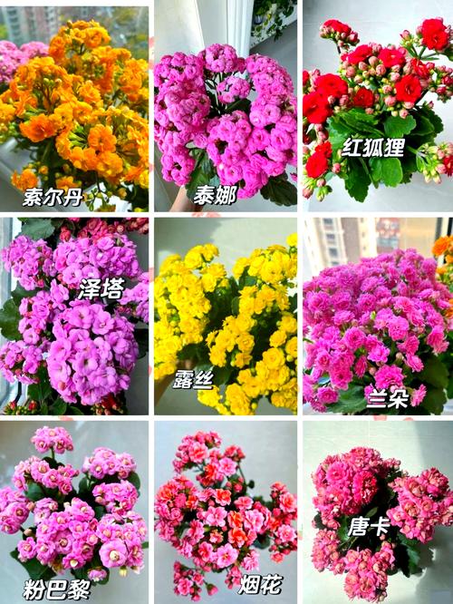 羽叶长寿花有哪些常见品种？-图2