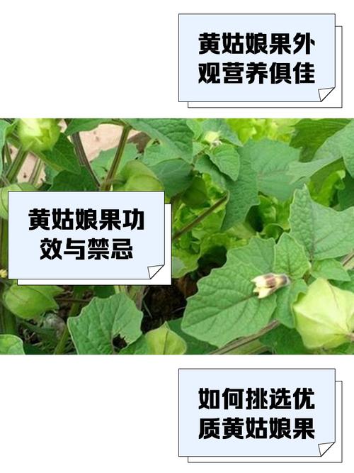 黄姑娘果种植技术有哪些关键要点？-图1