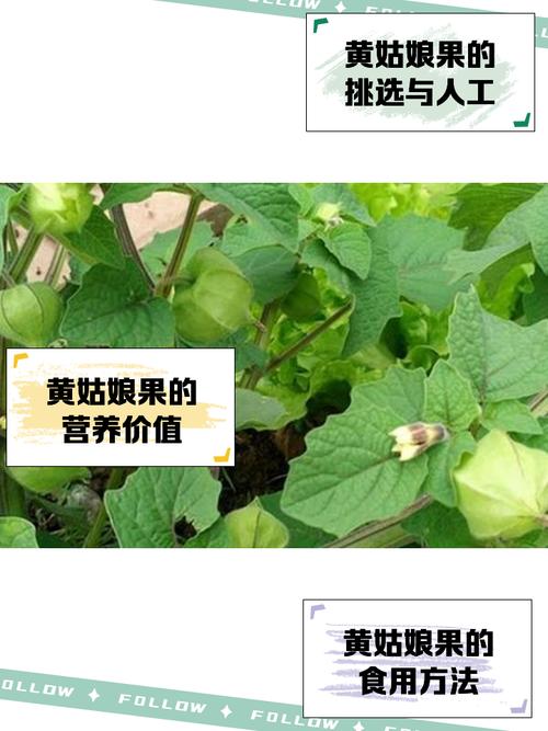 黄姑娘果种植技术有哪些关键要点？-图2