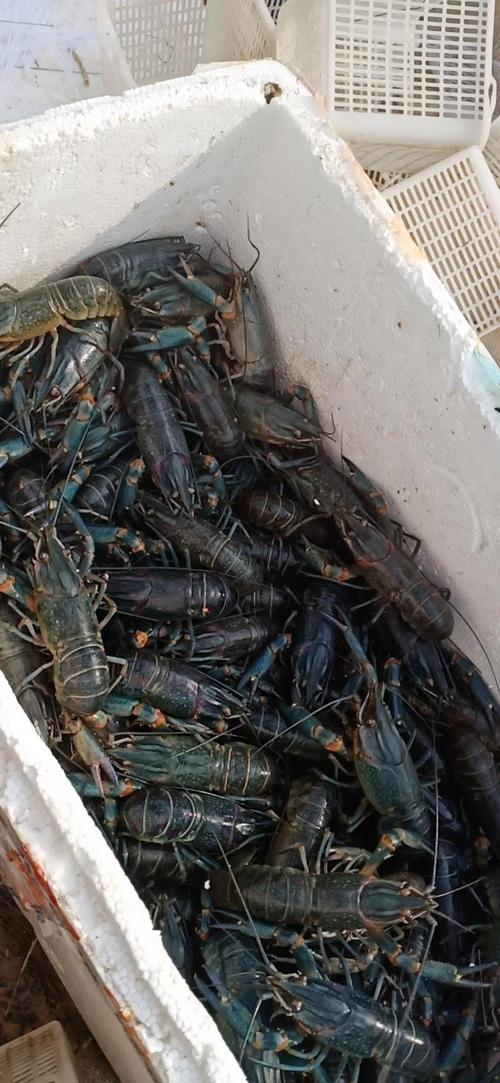 淡水小龙虾究竟有多少品种？-图3