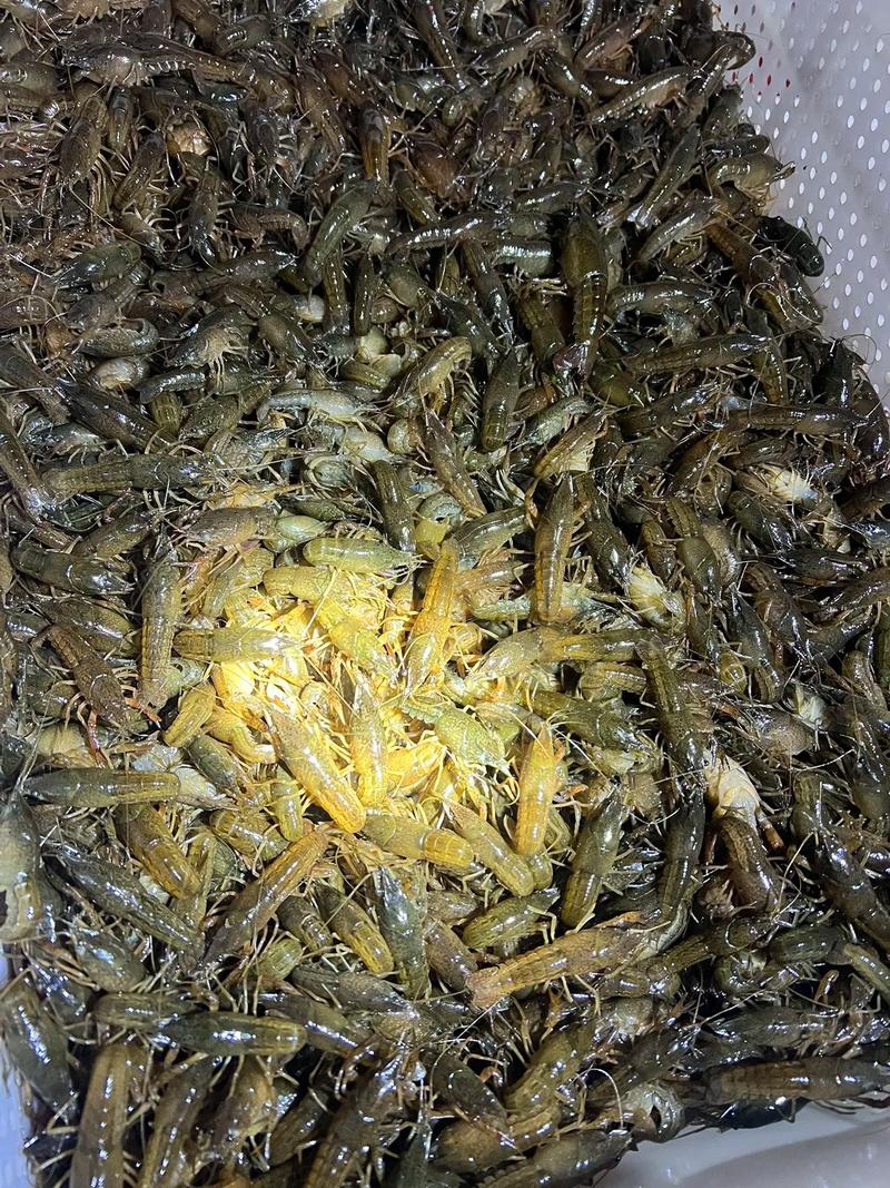 龙虾苗价格为何波动大？小龙虾价格受何影响？-图2