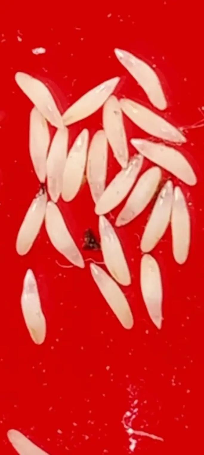 爬叉养殖技术视频教程怎么学？-图2