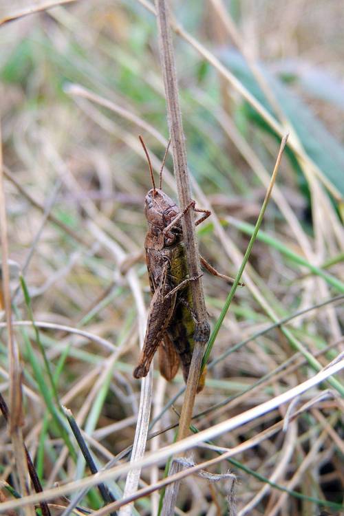 爬叉养殖技术视频教程怎么学？-图1