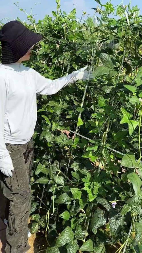 夏季大棚架豆如何高效种植？-图1