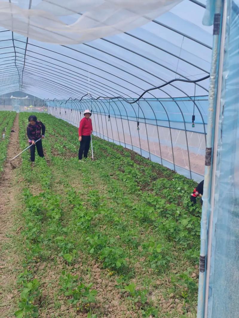 夏季大棚架豆如何高效种植？-图2