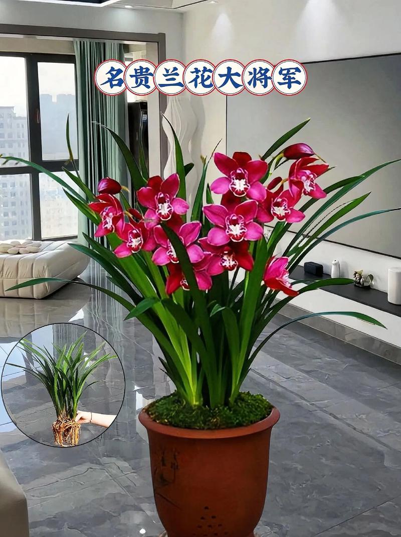 什么品种的君子兰最值钱？-图1