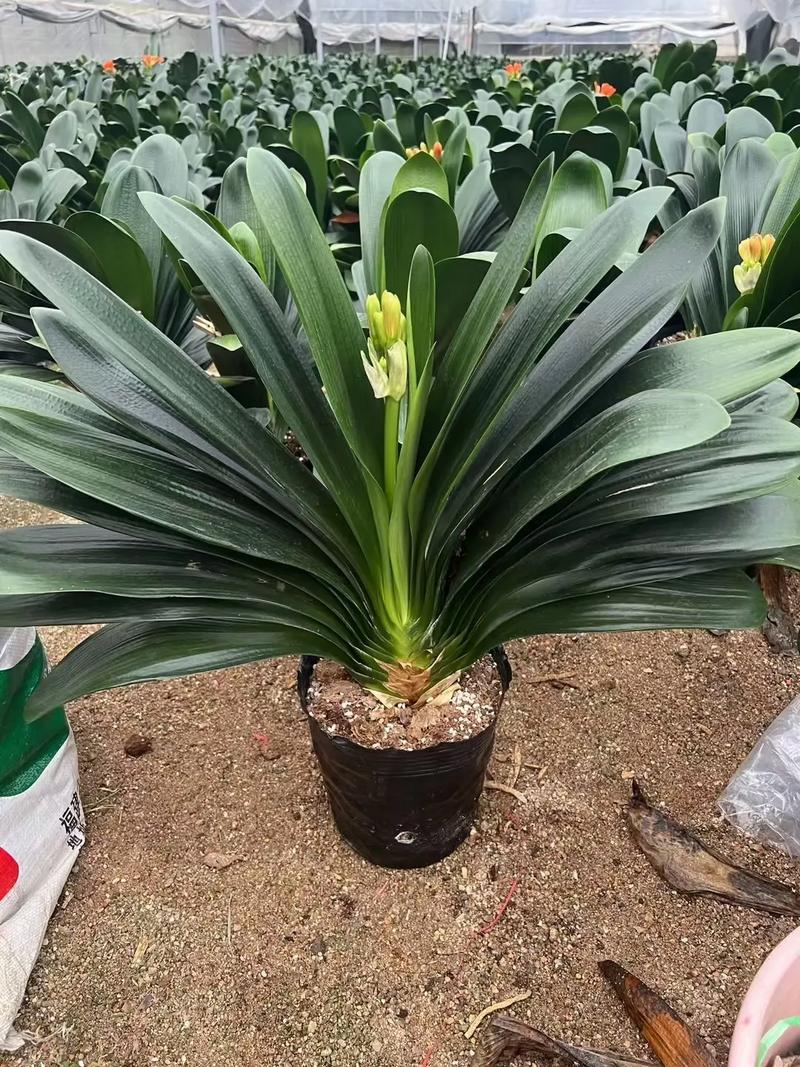 什么品种的君子兰最值钱？-图2