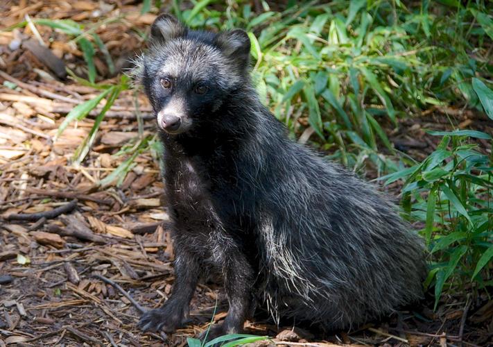 今年尚村貉皮价格为何波动？-图2