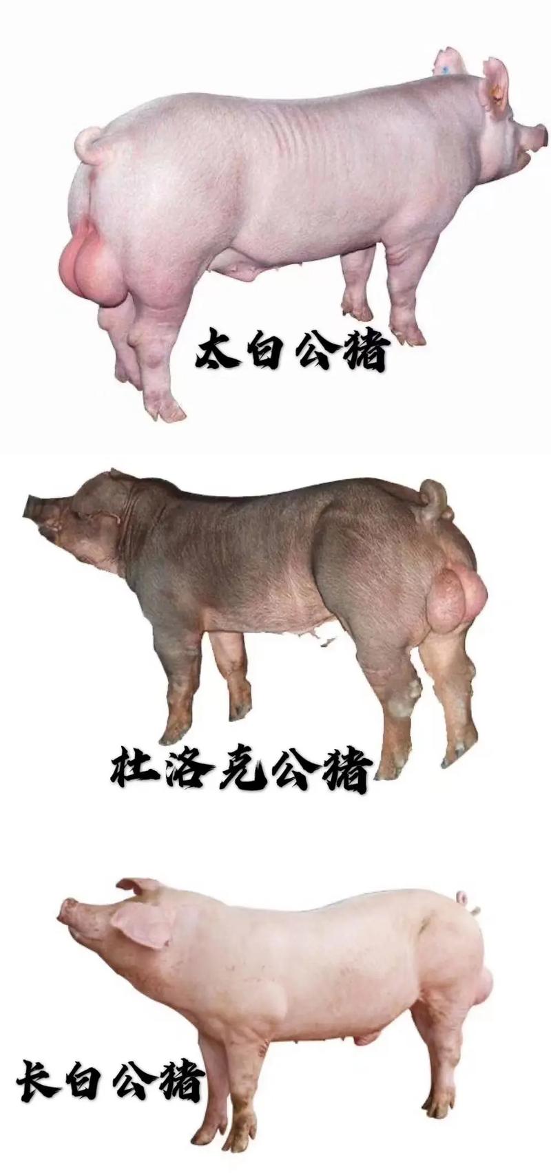 啥品种的种公猪最好？-图1