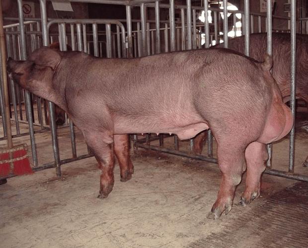 啥品种的种公猪最好？-图3