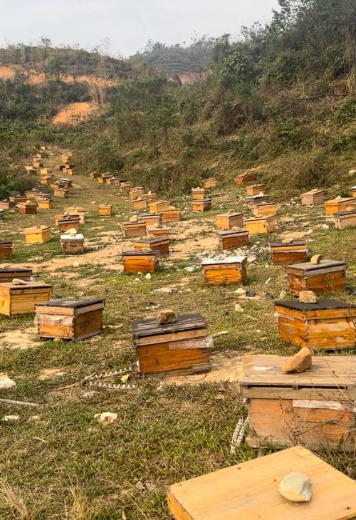 凯里中蜂养殖技术要点有哪些？-图1