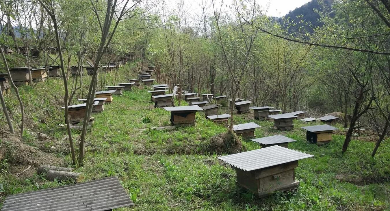 凯里中蜂养殖技术要点有哪些？-图2