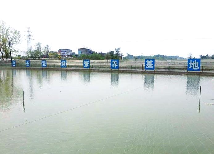 藕塘套养泥鳅，关键技术有哪些？-图2