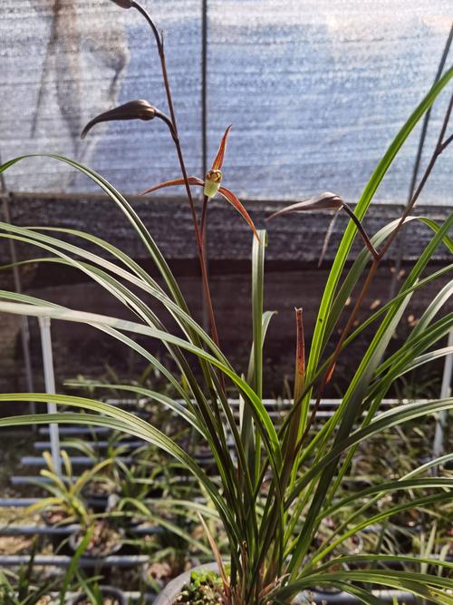 耐寒兰花品种有哪些？-图2