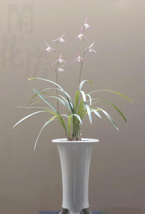 耐寒兰花品种有哪些？-图1