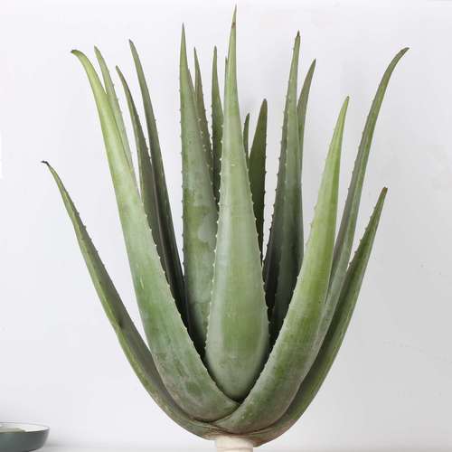 芦荟品种有多少？附图片详解。-图1