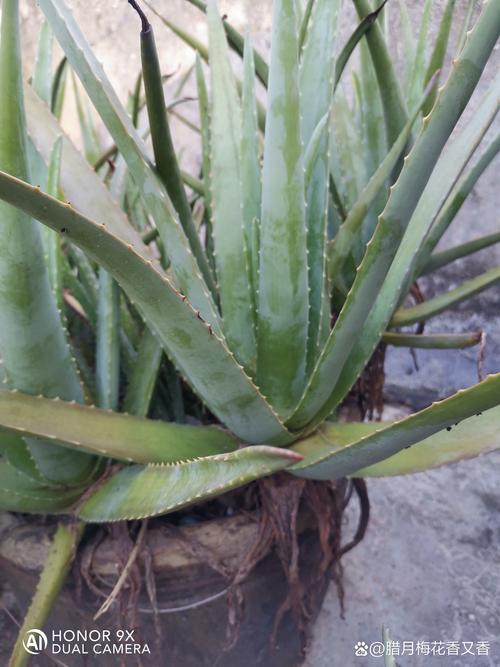 芦荟品种有多少？附图片详解。-图3