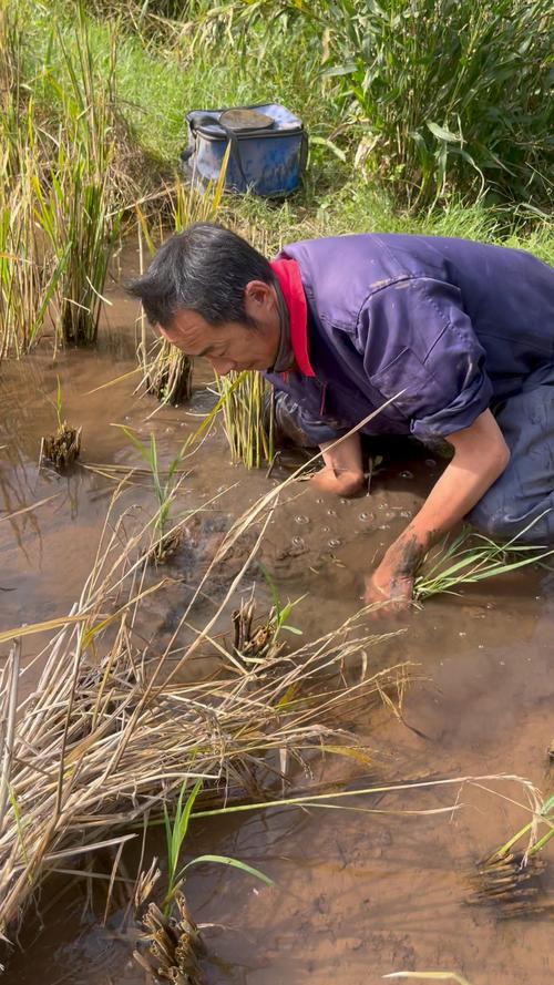 水稻田养泥鳅技术视频怎么操作？-图3