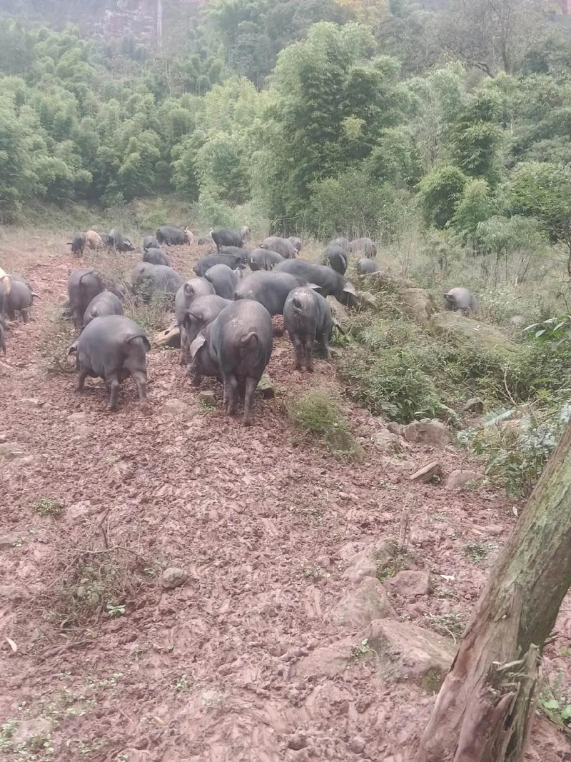 莱无黑猪养殖技术视频有哪些要点？-图1