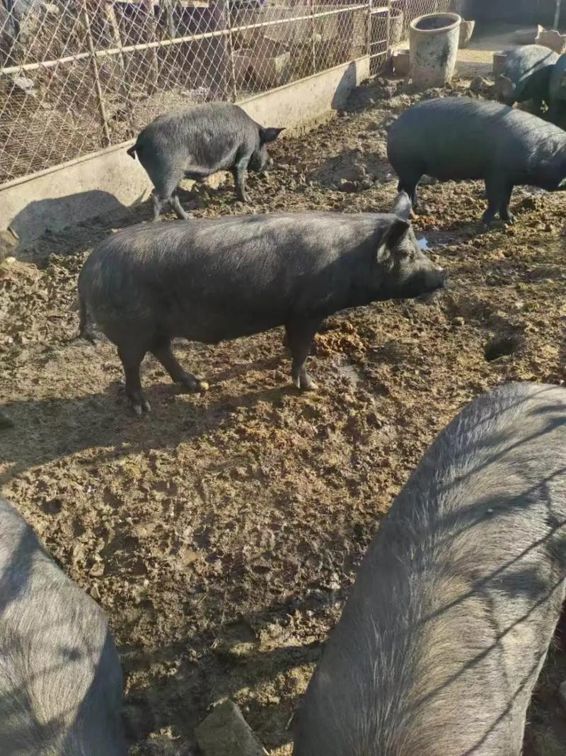 莱无黑猪养殖技术视频有哪些要点？-图2