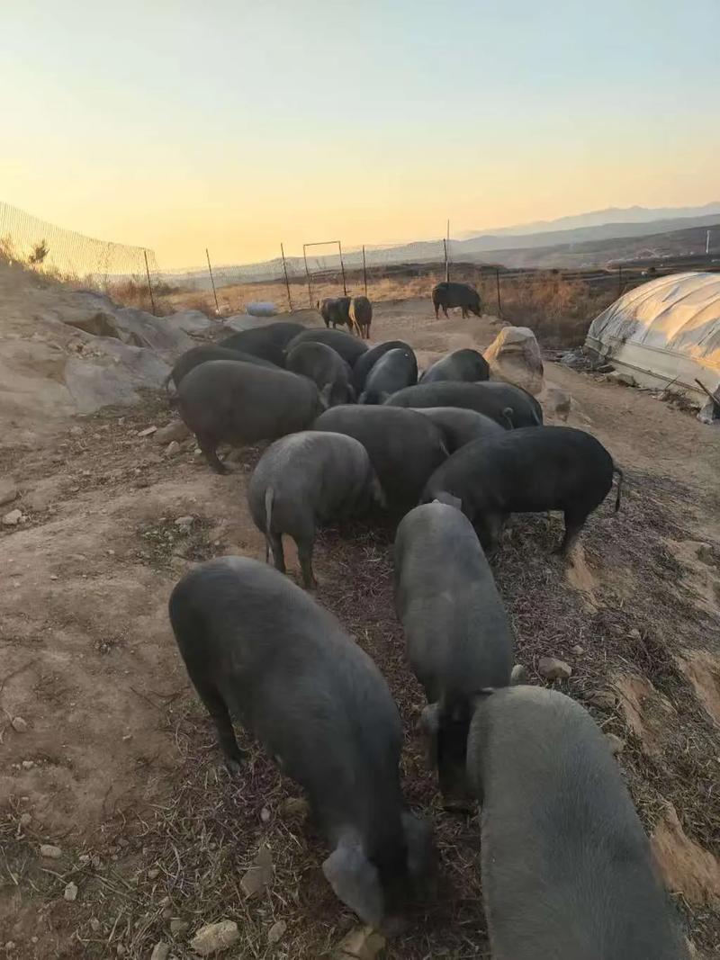 莱无黑猪养殖技术视频有哪些要点？-图3