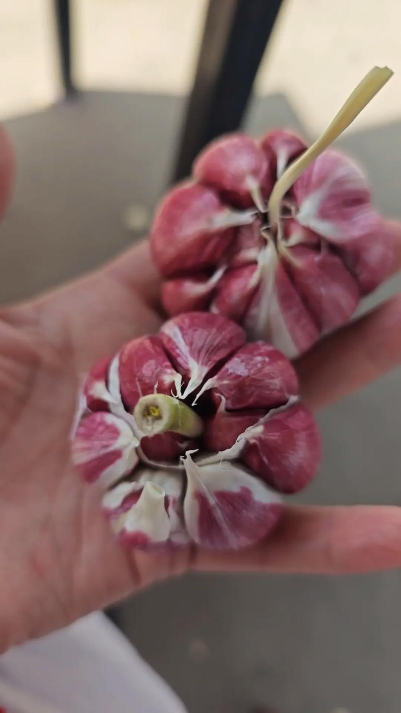 今日新蒜金乡价格多少钱？-图2