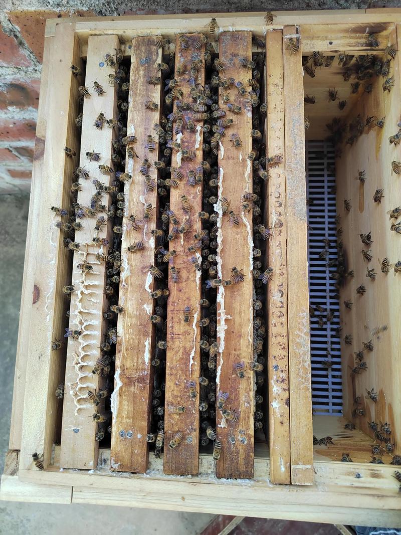 中蜂换王技术视频有哪些要点？-图1