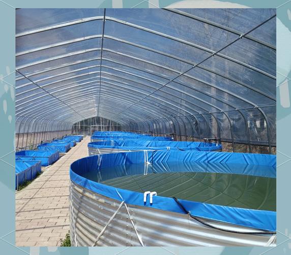 罗氏昭虾养殖效益技术如何提升？-图3