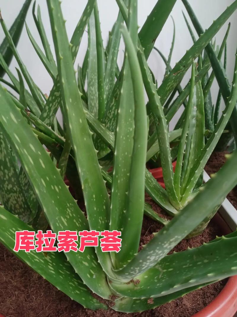 美容芦荟有哪些品种？附图片对比？-图1