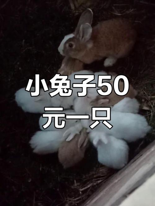 兔子最新价格行情是多少？-图2