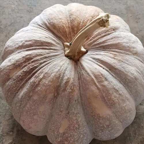 南瓜什么品种最香甜软糯？-图1